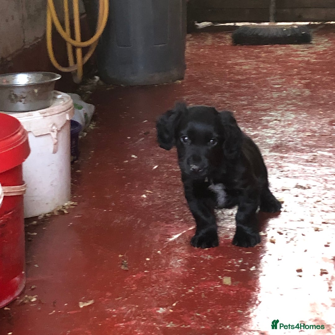 Cocker Spaniel dogs for sale: Male working cocker spaniel - Advert 2