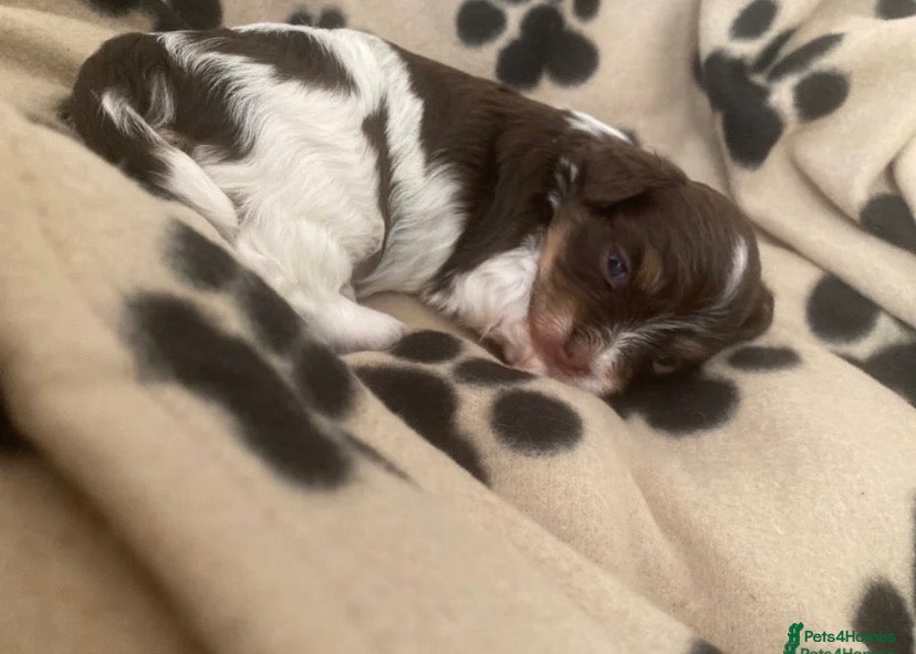 Havanese dogs 🩷BEAUTIFUL HAVENESE PUPPY’S🩵 - Advert 1