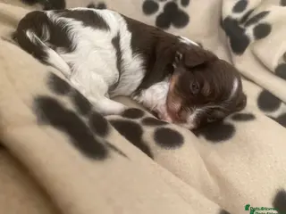 Havanese dogs 🩷BEAUTIFUL HAVENESE PUPPY’S🩵 - Advert 1