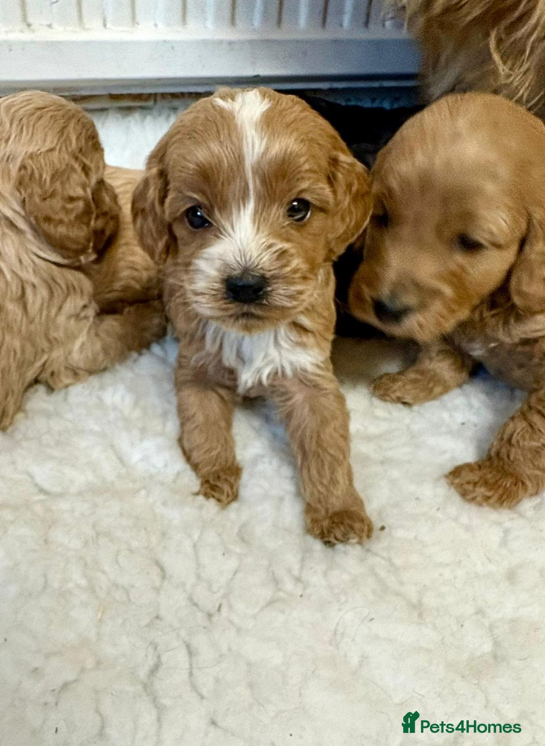 Cockapoo dogs for sale: Cockerpoos - Advert 5
