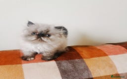 Persian cats for sale: Pedigree exotic long haired  kittens - Image 6