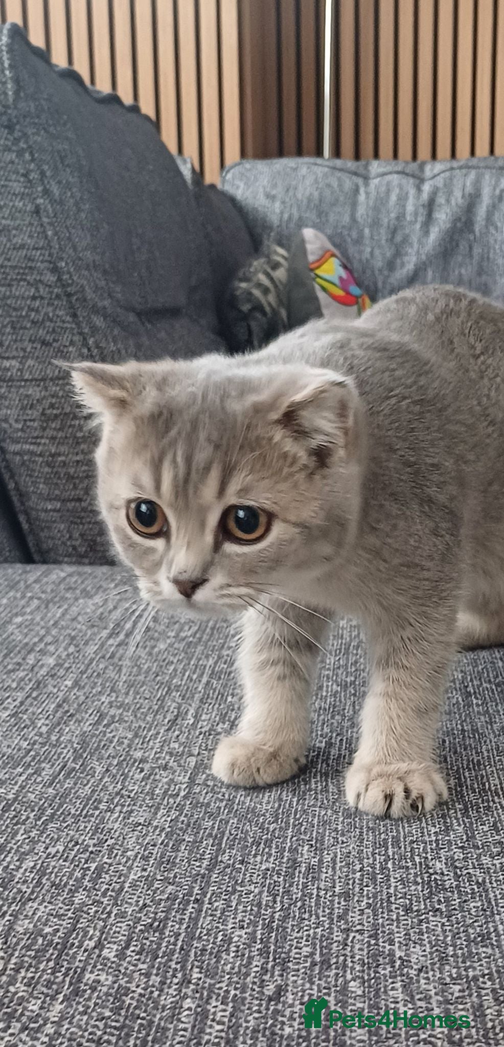 British Shorthair cats Affectionate TICA Scottish Kittens  - Advert 2