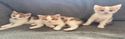Mixed Breed cats for sale: X2 male ginger & white kittens  - Advert 6
