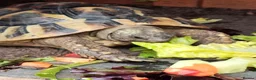 Hermann Tortoise reptiles for sale: Male Hermann's tortoise aged 9 years in Hull - Advert 2