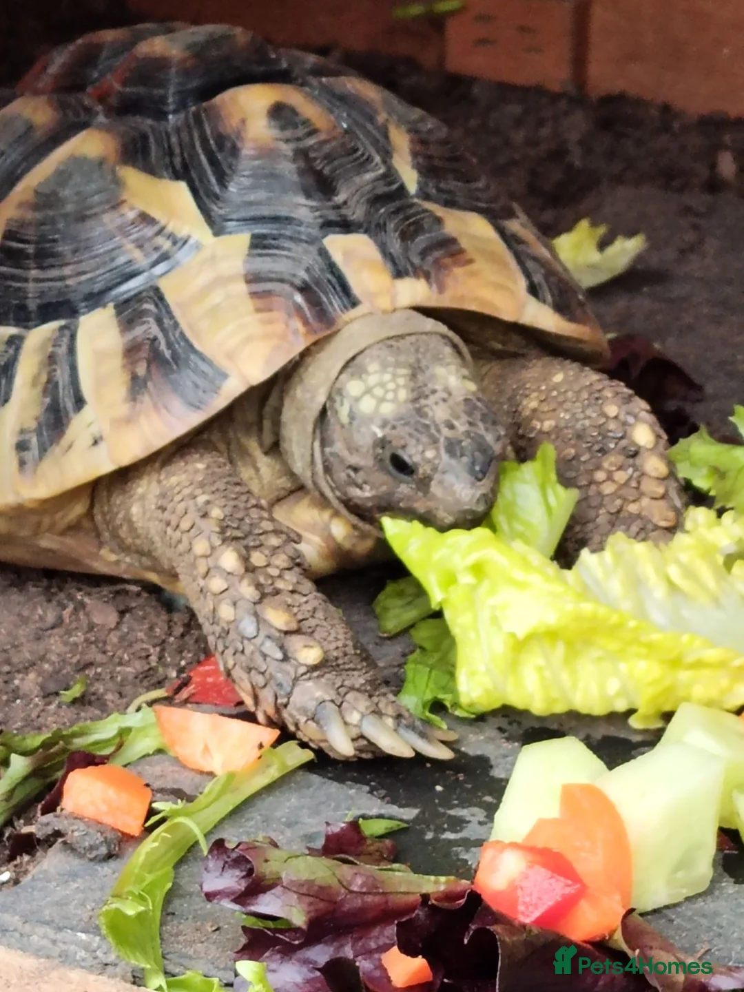 Hermann Tortoise reptiles for sale: Male Hermann's tortoise aged 9 years in Hull - Advert 2