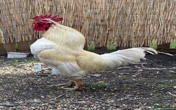 Chickens poultry for sale: Mixed Flock  - Image 3