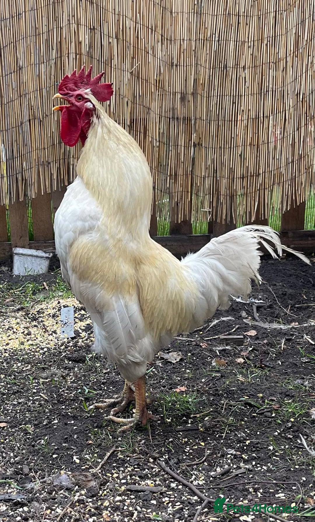 Chickens poultry for sale: Mixed Flock  - Image 3