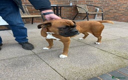Boxer dogs for sale: KC registered boxer puppies  - Image 3