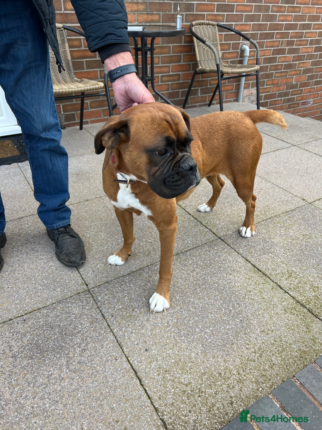 Boxer dogs for sale: KC registered boxer puppies  - Image 3