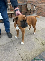 Boxer dogs - Advert 3