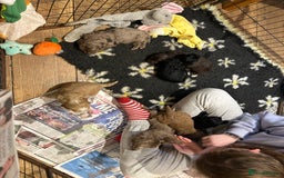 Cockapoo dogs for sale: Cockapoo puppies - Advert 3