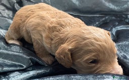 Labradoodle dogs for sale: Labradoodles for Sale! - Image 20