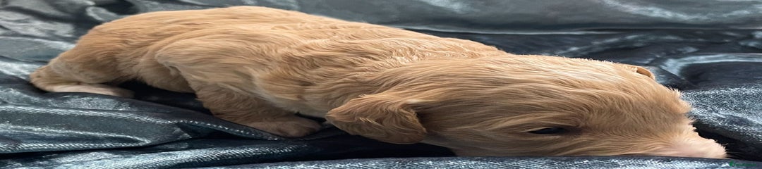 Labradoodle Puppy 5