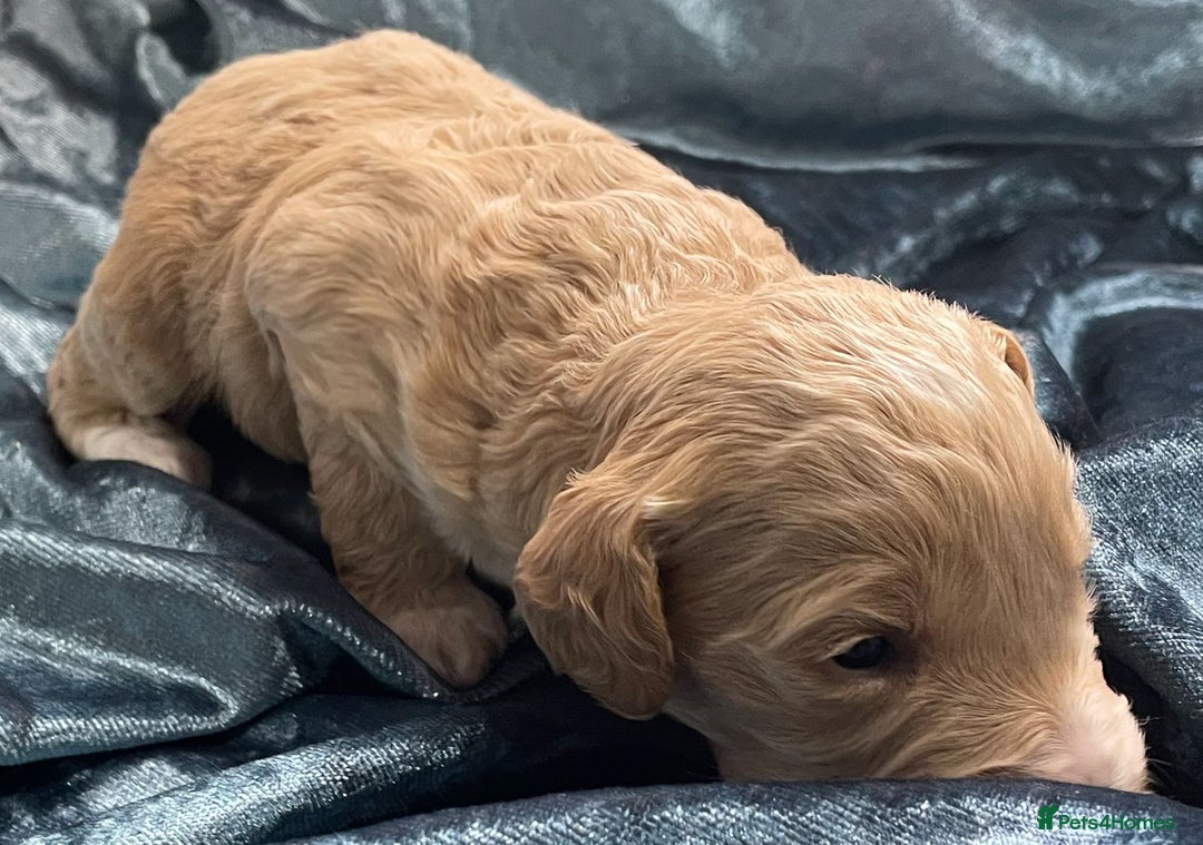 Labradoodle dogs for sale: Labradoodles for Sale! - Image 20