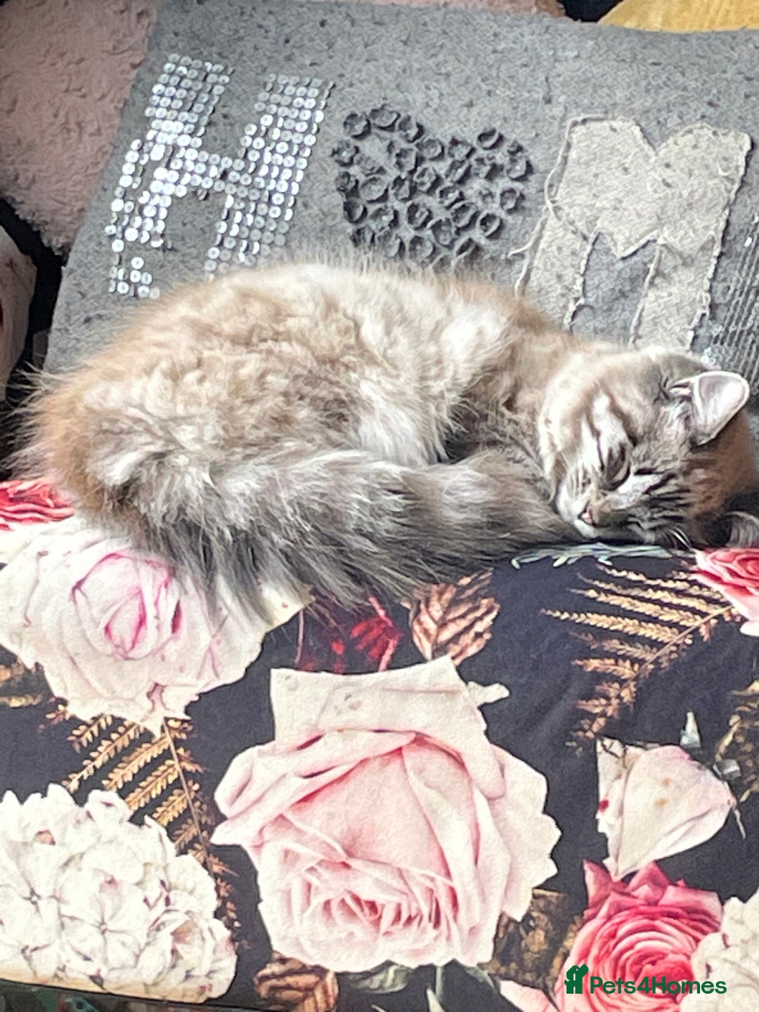 Mixed Breed cats for sale: 2 cats age 2 & 3.5 years - Advert 4