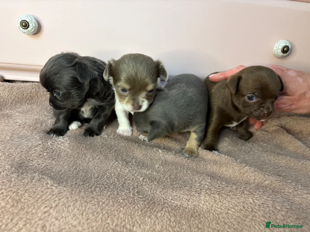 Chihuahua dogs for sale: 4 Chihuahua Puppies  - Advert 2