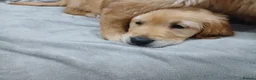 Golden Retriever dogs for sale: Beautiful true gold golden retrievers  - Advert 3