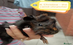 Guinea Pig rodents for sale: ♥️ Beautiful Abyssinian female guineas pigs ♥️  - Image 3