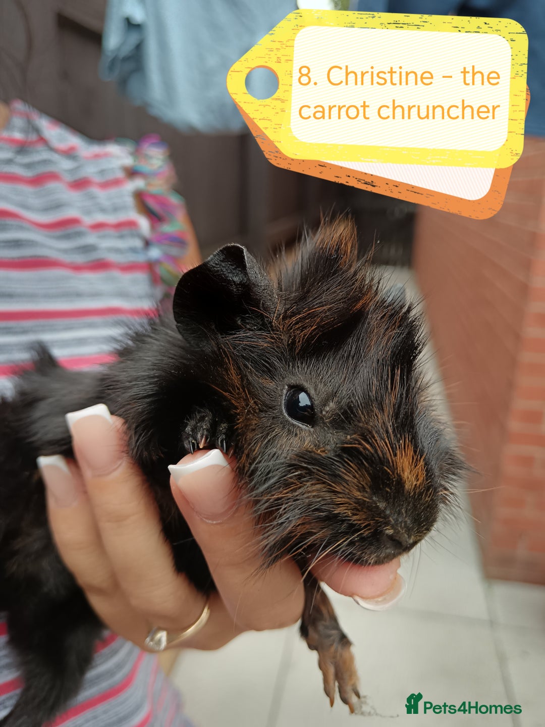 Guinea Pig rodents for sale: ♥️ Beautiful Abyssinian female guineas pigs ♥️  - Image 3