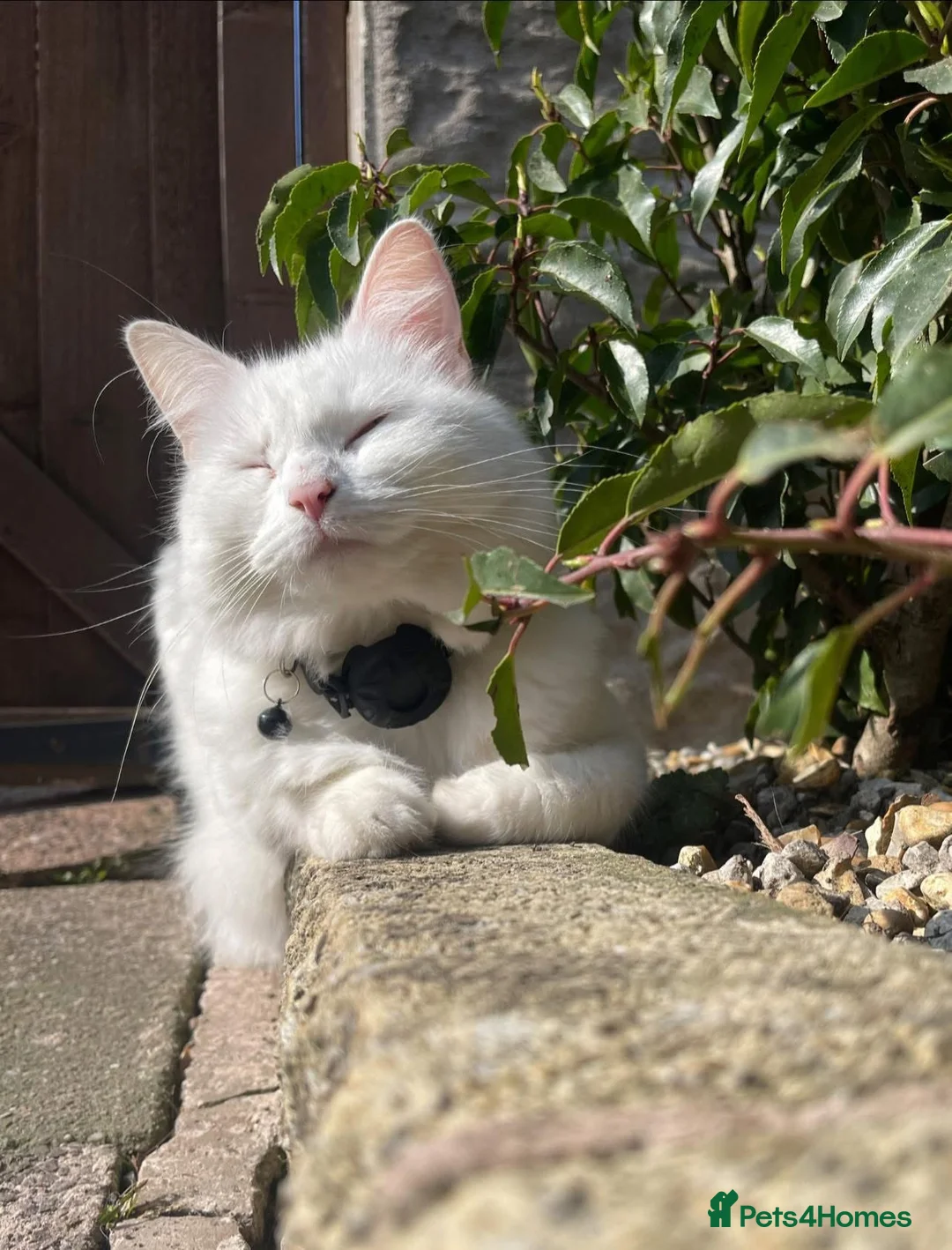 British Longhair cats for sale: Freidès - our beautiful white long hair cat in Stoke-on-Trent - Advert 1