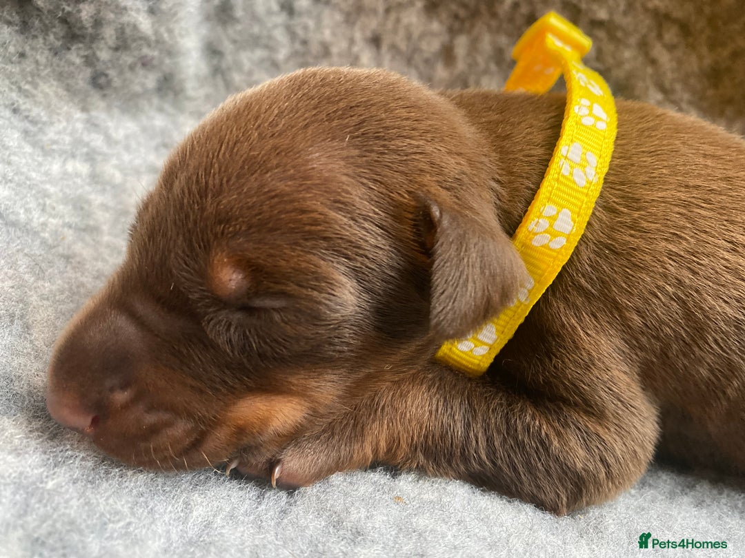 Dobermann dogs for sale: KC REGISTERED DOBERMAN PUPS - Image 22