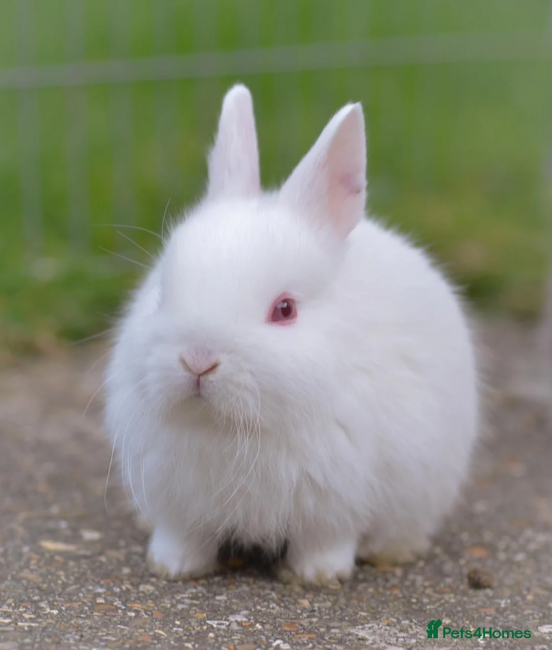 Netherland Dwarf rabbits for sale: Netherland Dwarf Baby Rabbits - Advert 5