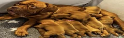 Dogue De Bordeaux dogs for sale: Magnificent Puppies Seeking Loving Homes in Belfast - Advert 4