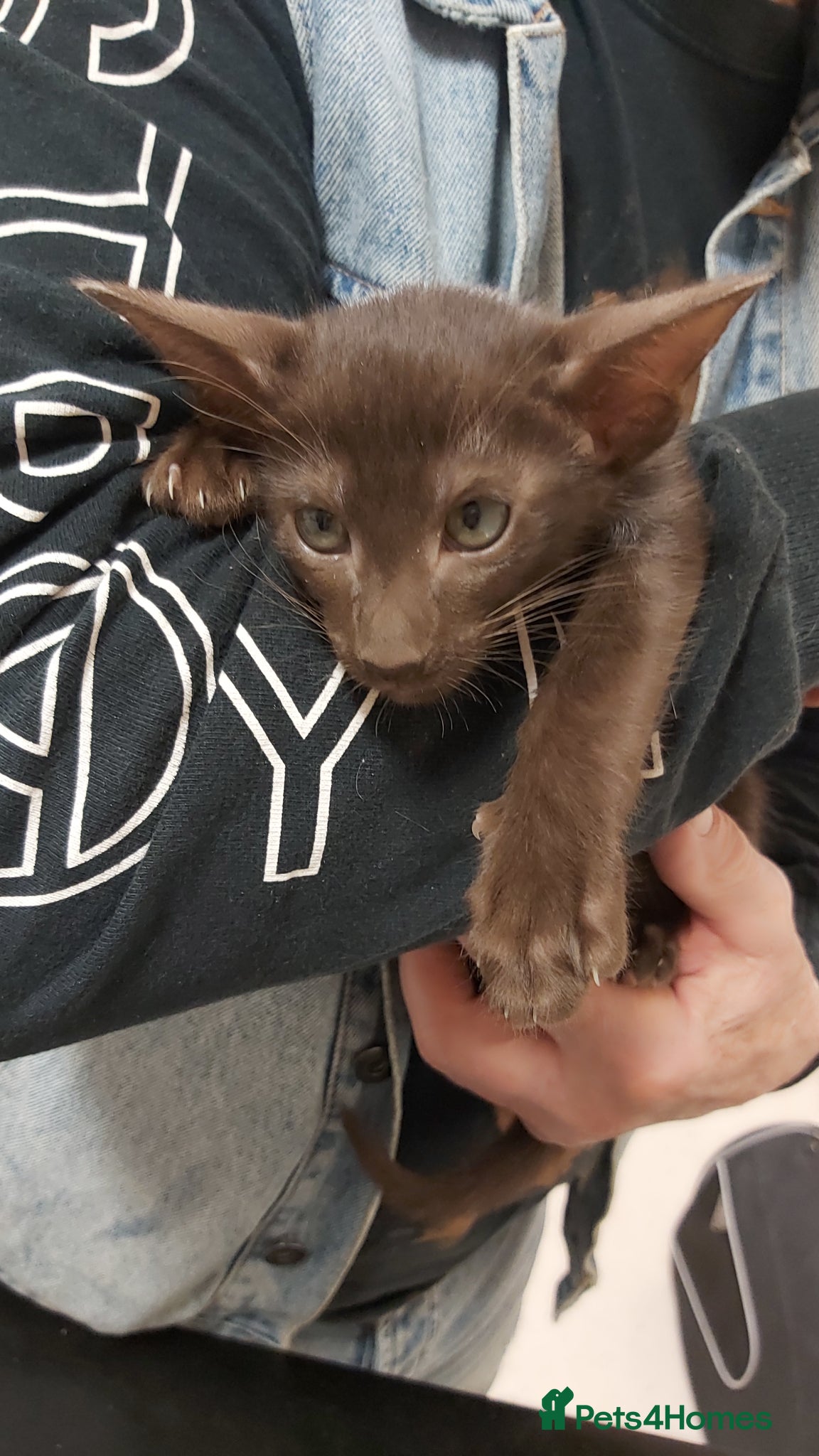 Oriental cats Pedigree Oriental 1 GIRL XL size ears GCCF - Advert 14