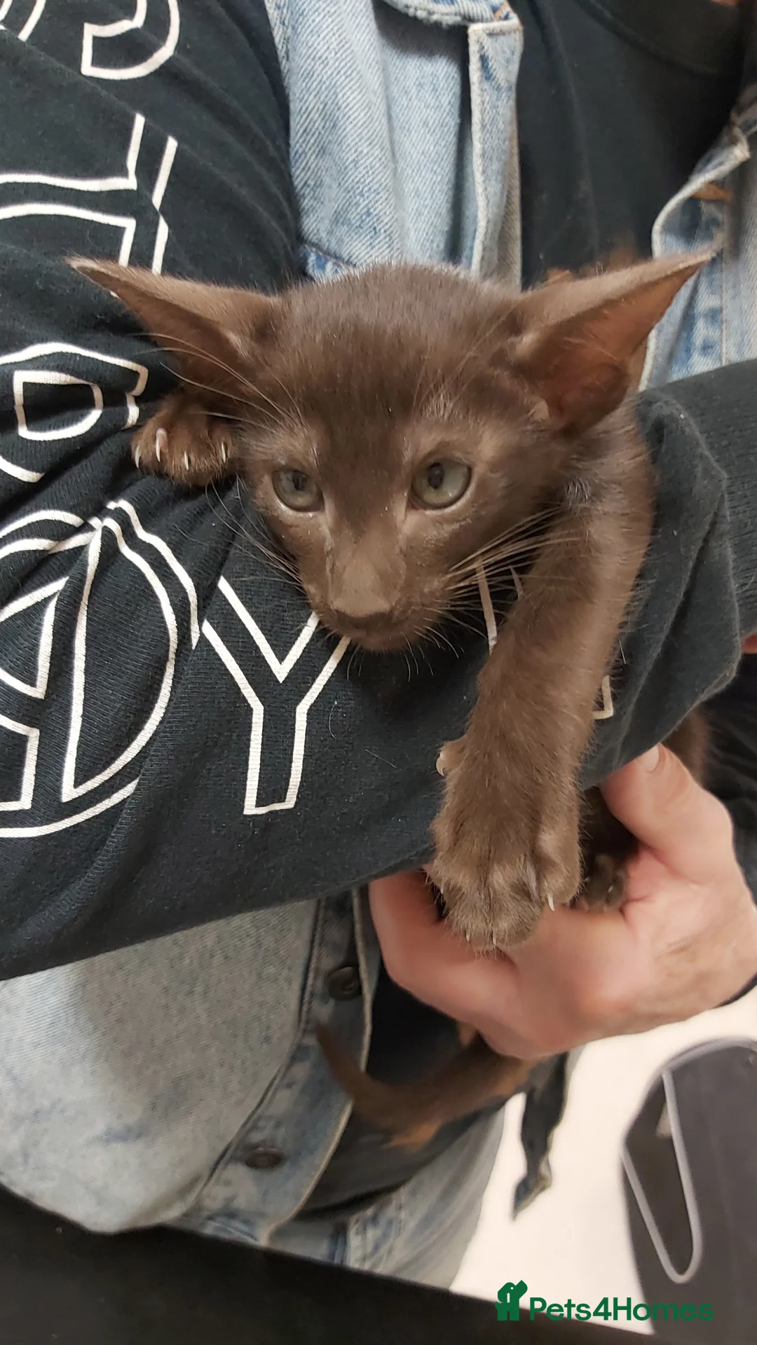 Oriental cats for sale: FULL Pedigree Oriental  XL size ears GCCF - Advert 1