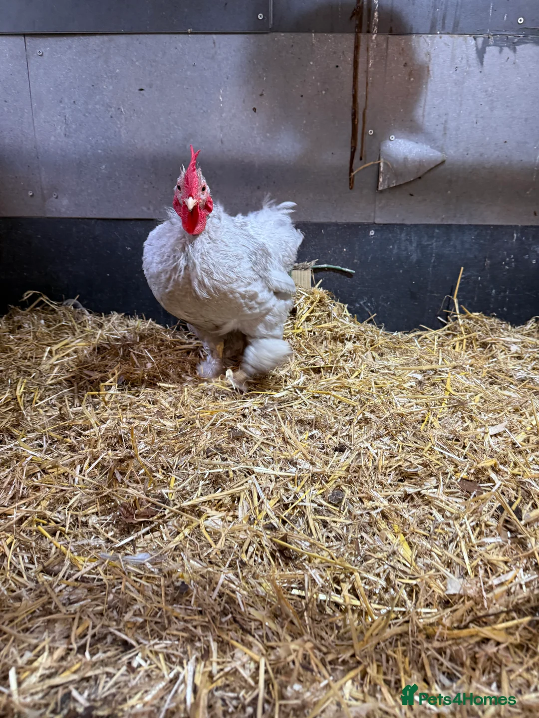 Chickens poultry for sale: Lavender pekin cockerel  - Advert 4