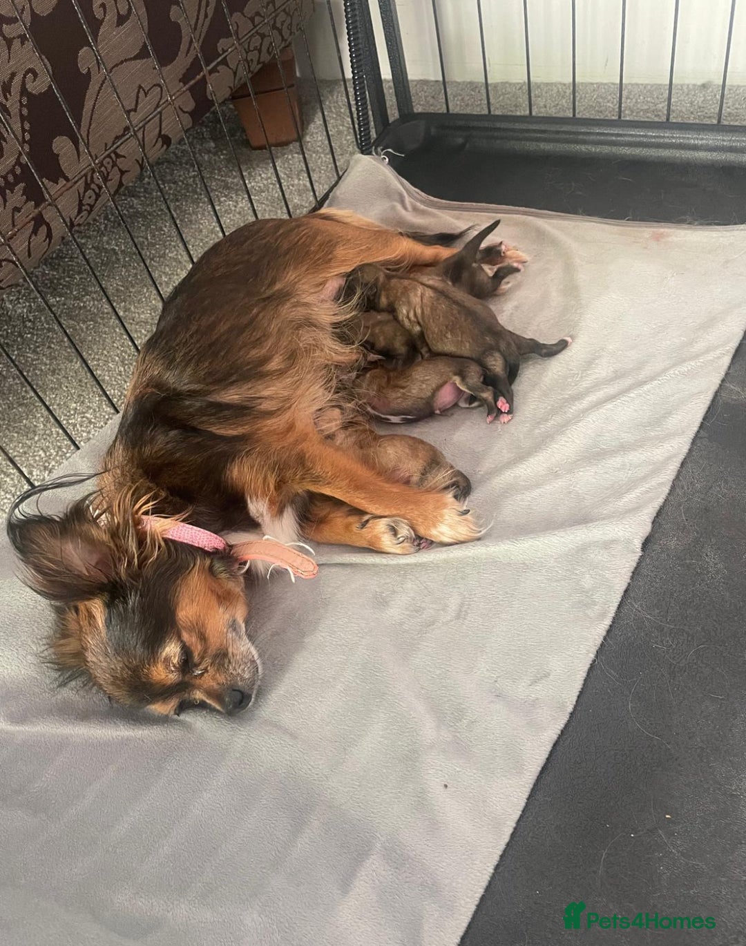 Pomchi dogs for sale: 2 girl Pomchi’s  - Image 3