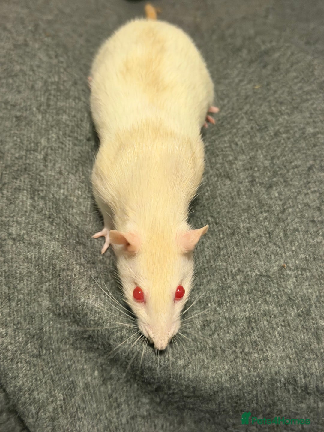 Rat rodents for sale: 3 x female rats  - Image 9
