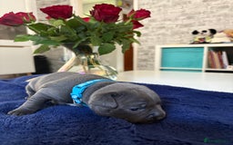 Staffordshire Bull Terrier dogs for sale: Blue Staffordshire Bull Terrier KC registered  - Image 12