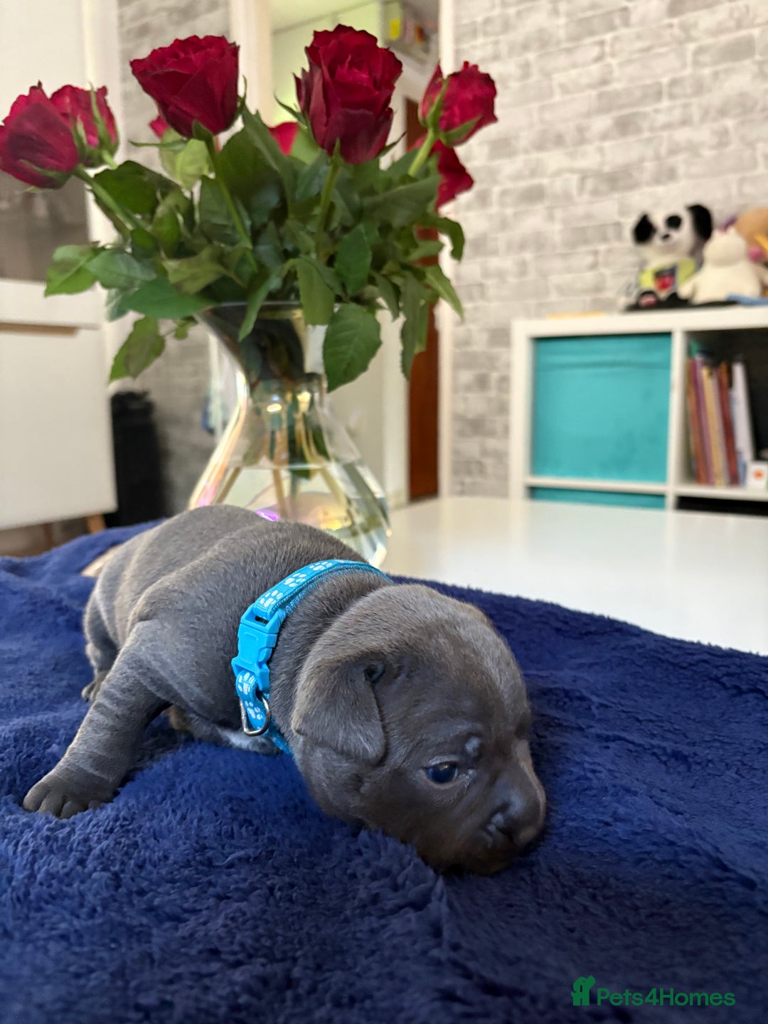 Staffordshire Bull Terrier dogs for sale: Blue Staffordshire Bull Terrier KC registered  - Image 12