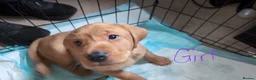 Labrador Retriever dogs for sale: Fox red labrador puppies for sale - Advert 7