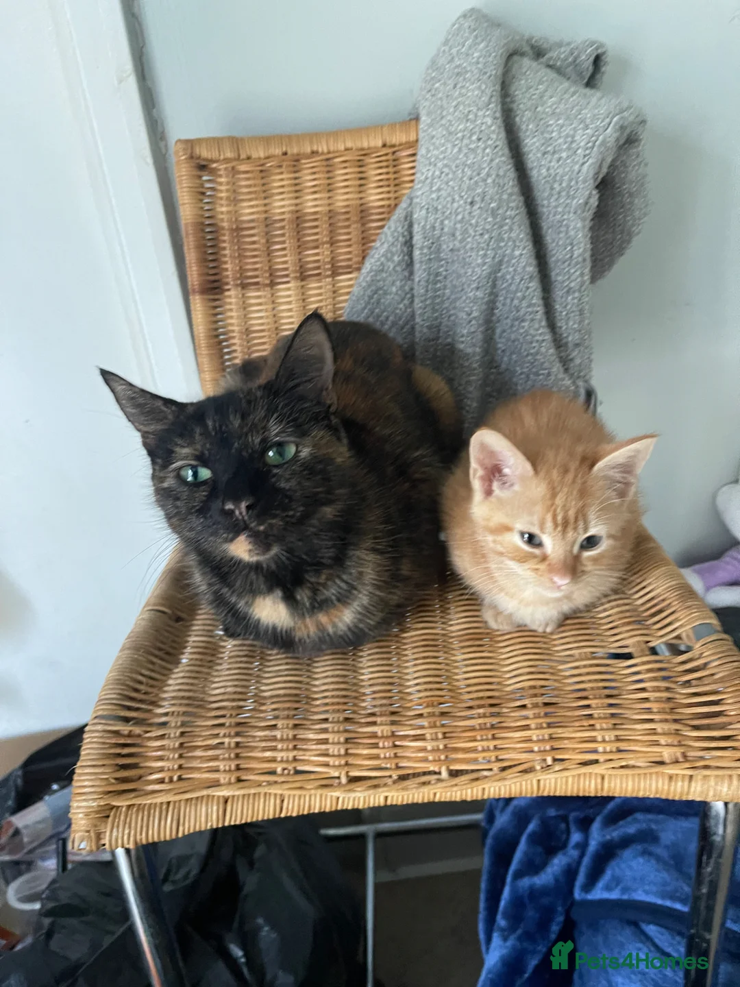 British Shorthair cats for sale: 2 Gorgeous Kittens For Sale - Advert 1