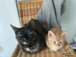 British Shorthair cats 2 Gorgeous Kittens For Sale - Advert 1