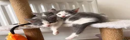 Mixed Breed cats for sale: Beautiful White and grey tabby kittens for sale  in Hailsham - Advert 1