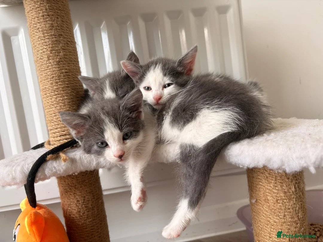 Mixed Breed cats for sale: Beautiful White and grey tabby kittens for sale  in Hailsham - Advert 1