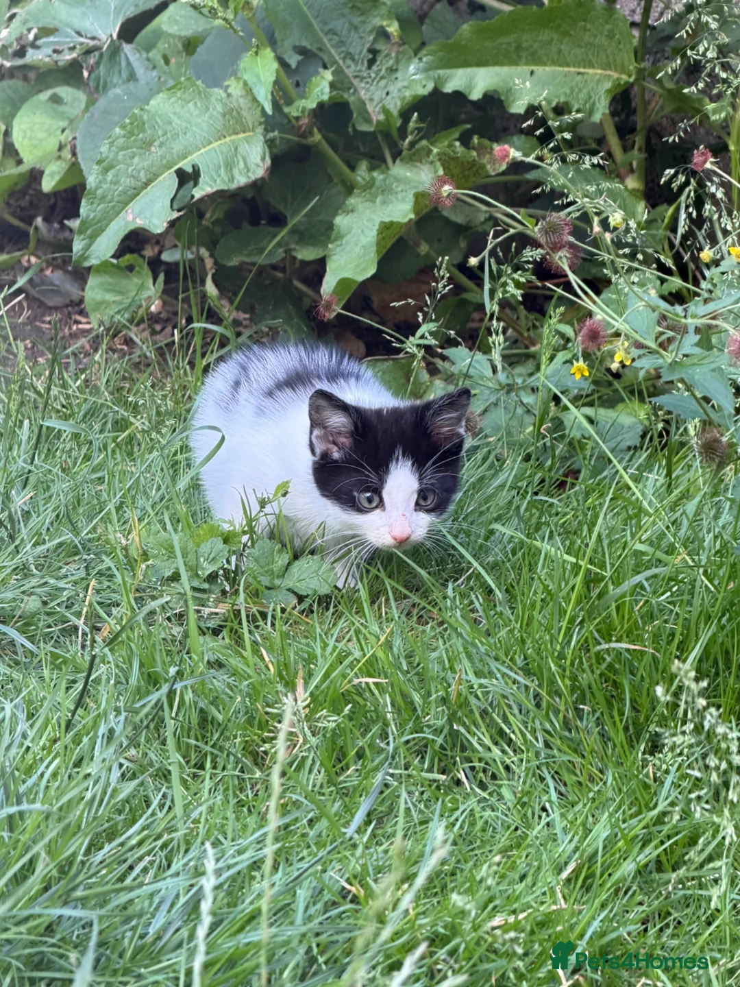 Mixed Breed cats for sale: Mixed breed kittens  - Advert 9