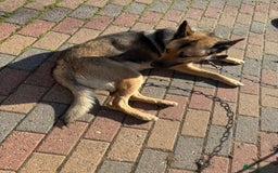 German Shepherd dogs for sale: German Shepherd available for collection - Image 3