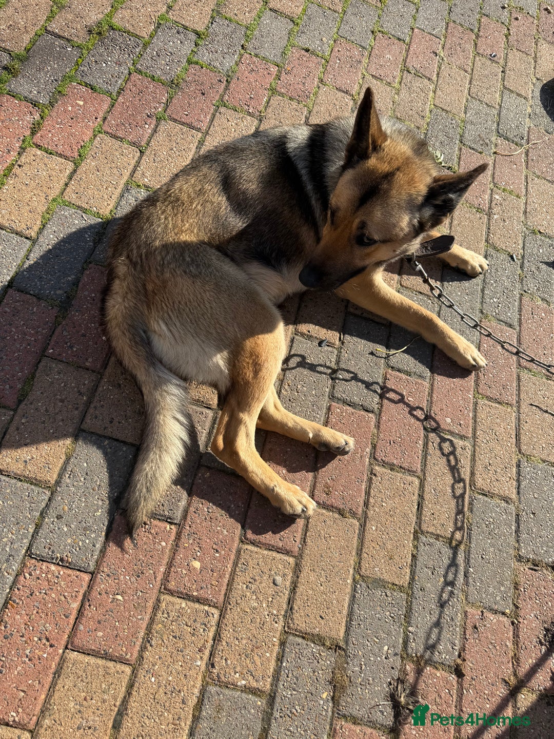 German Shepherd dogs for sale: German Shepherd available for collection - Image 3