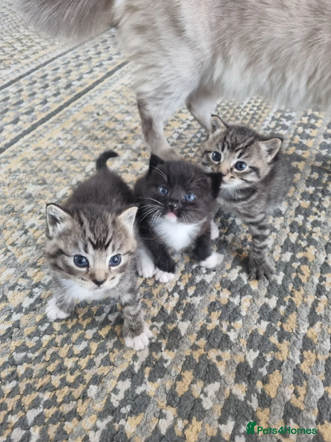 Mixed Breed cats for sale: Mixed Ragdoll kittens - Advert 2