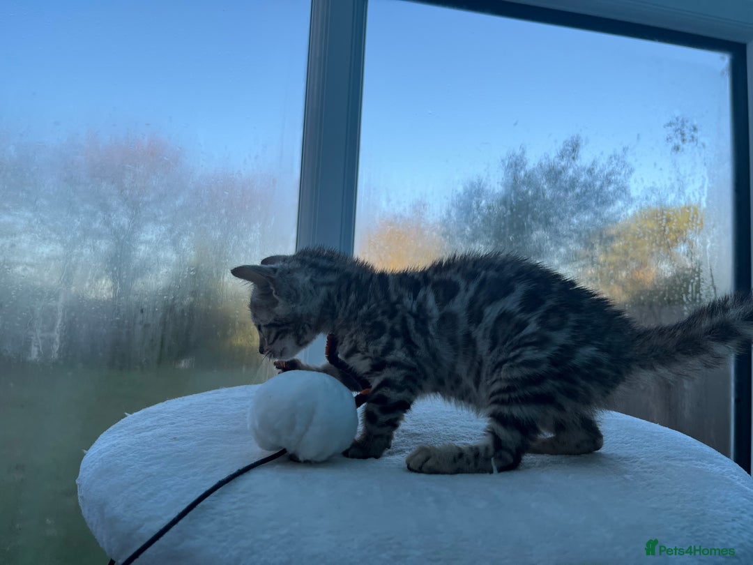 Bengal cats for sale: CUTE SILVER FEMALE BENGAL KITTEN (TICA)  - Advert 4