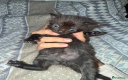 Domestic Shorthair cats for sale: Our babies looking for their forever lovely home - Image 24