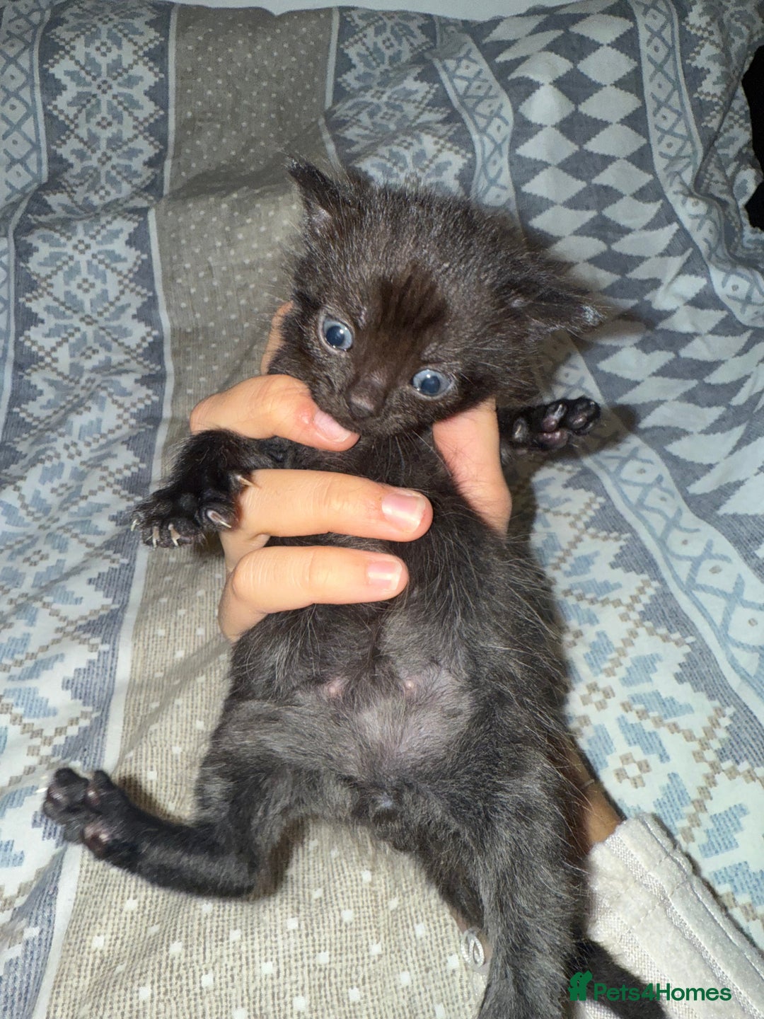 Domestic Shorthair cats for sale: Our babies looking for their forever lovely home - Image 24