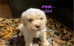 Lagotto Romagnolo dogs for sale: Stunning Litter of Pedigree Lagotto Romagnolo Pups - Image 28
