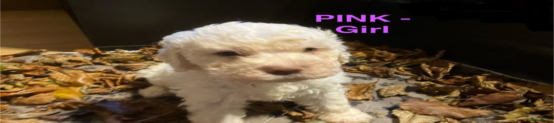 PINK (Girl) Lagotto Romagnolo Puppy