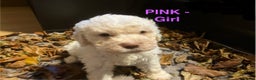 Lagotto Romagnolo dogs for sale: Stunning Litter of Pedigree Lagotto Romagnolo Pups - Advert 6