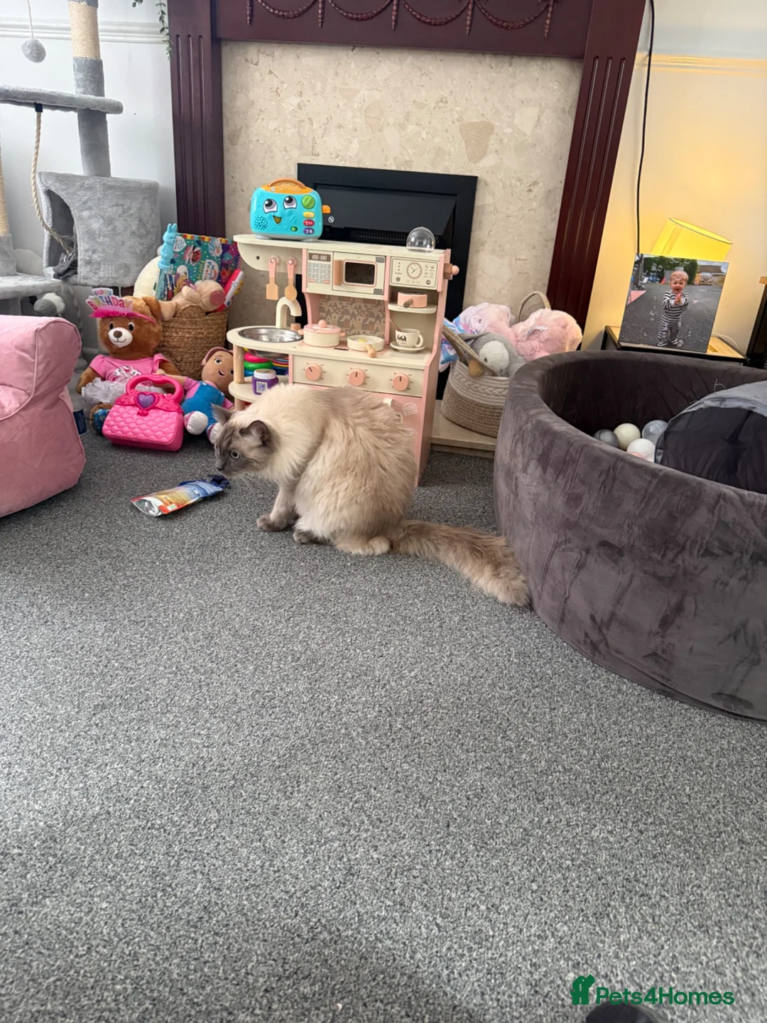 Ragdoll cats for sale: Beautiful 10 month old ragdoll boy - Advert 4